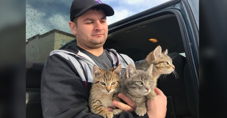 Канадец при помощи кофе спас троих котят — они примерзли хвостиками