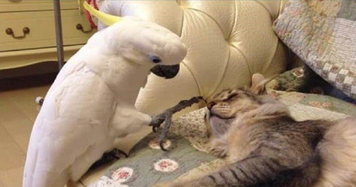 Чтобы жить с котами, попугай научился «говорить» по-кошачьи