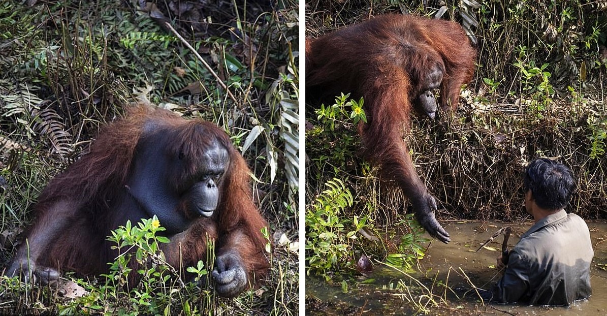 Орангутанг предложил человеку руку помощи — но тот отказаться...