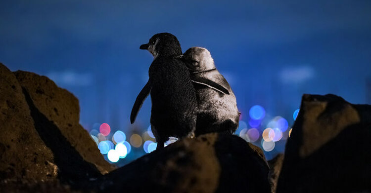 Лучший снимок года стало фото обнимающихся пингвинов-вдовцов
