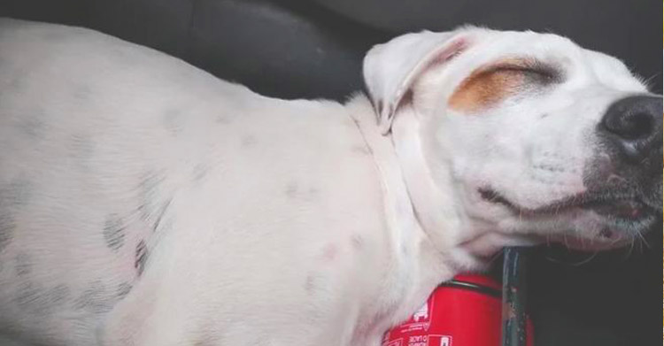 Мужчина нашел в машине спящего пса, которого видел в первый раз