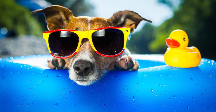 Знойное лето: 5 советов, как спастись от жары
