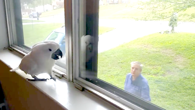 Смешное видео: Преданный какаду радостно встречает своего хозяина