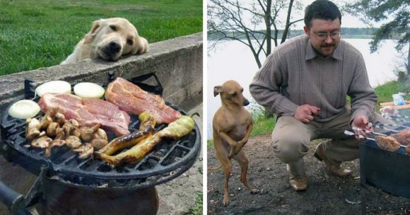 Собаки, готовые на все, чтобы припасть к вкусной еде
