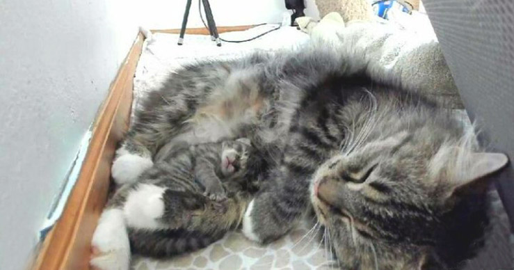 Через 4 дня после родов кошка родила еще одного котенка